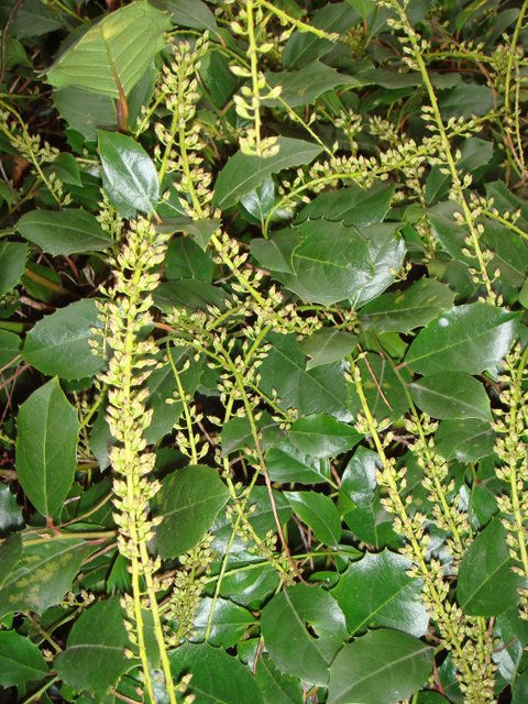 Itea ilicifolia